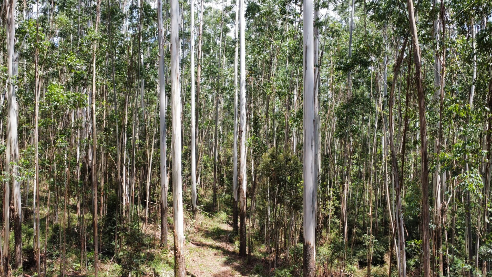 Floresta de eucalipto manejada
