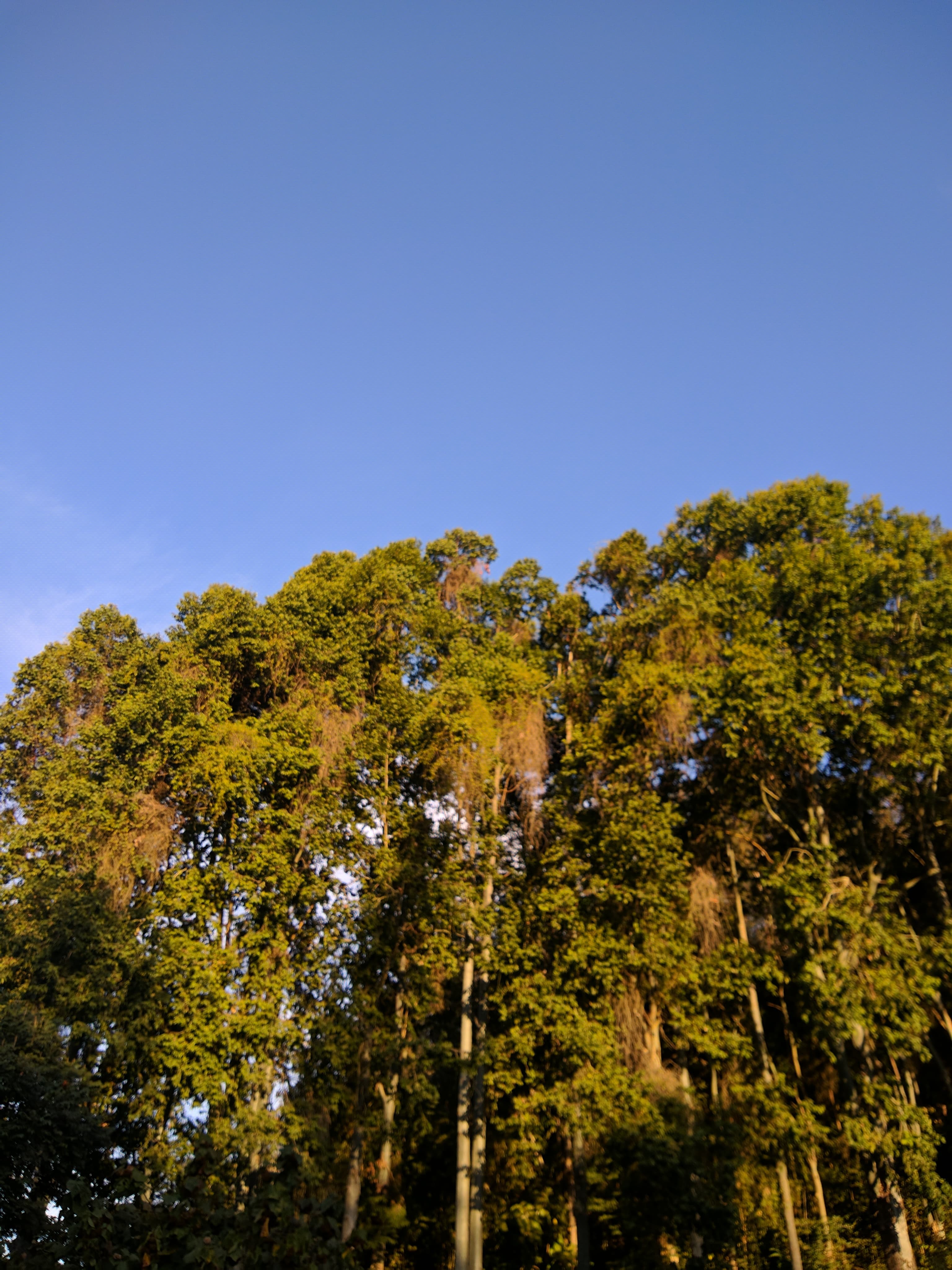 Eucalyptus grandis — espécie parental do Lyptus, nativa do interior sudeste do Brasil. Foto: Dt1395271 / Wikimedia Commons, CC BY-SA 4.0