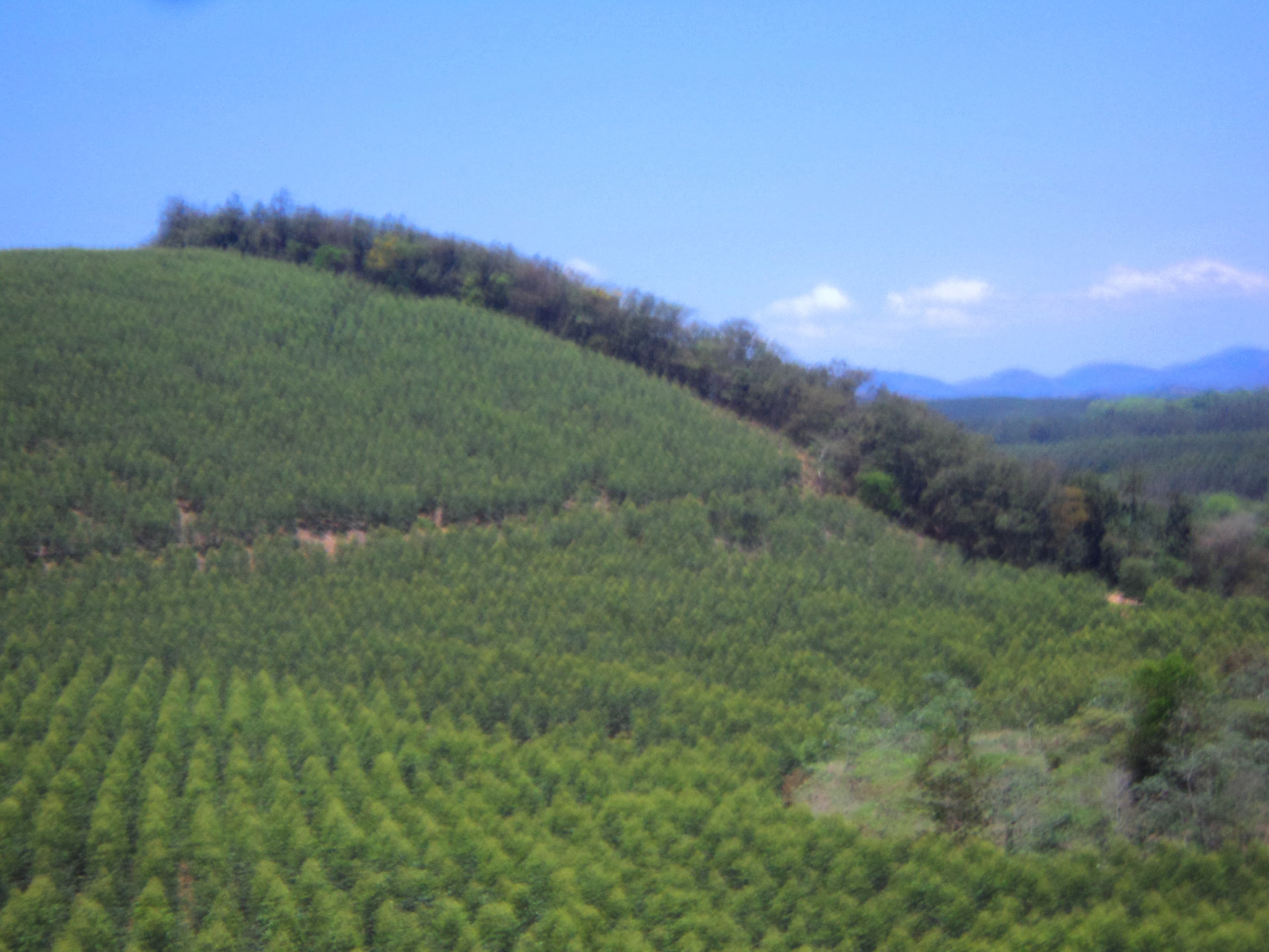 Plantação de eucalipto em Belo Oriente, Minas Gerais, Brasil