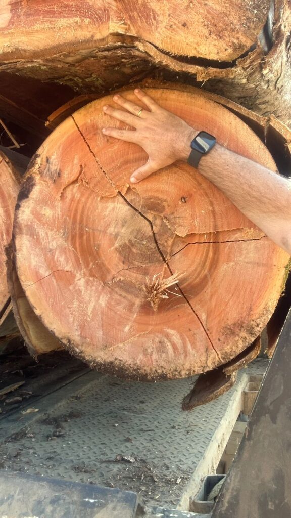 Tora de Eucalyptus grandis com 25 anos.